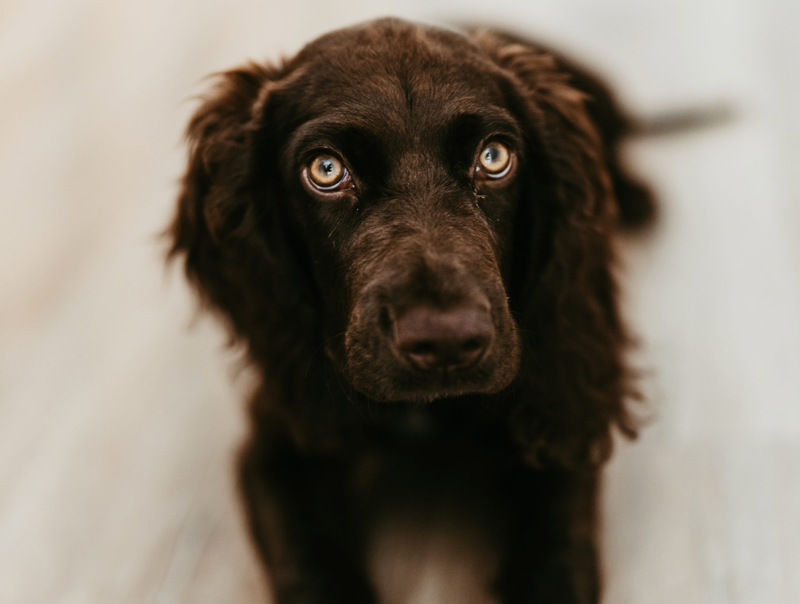 TEAM_Gerti_2024 Team Hund Gerti